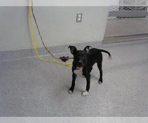 American Pit Bull Terrier-Italian Greyhound Mix Dogs for adoption in Pasadena, TX, USA