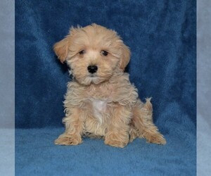 Maltipoo-Poodle (Toy) Mix Puppy for sale in BARNESVILLE, KS, USA