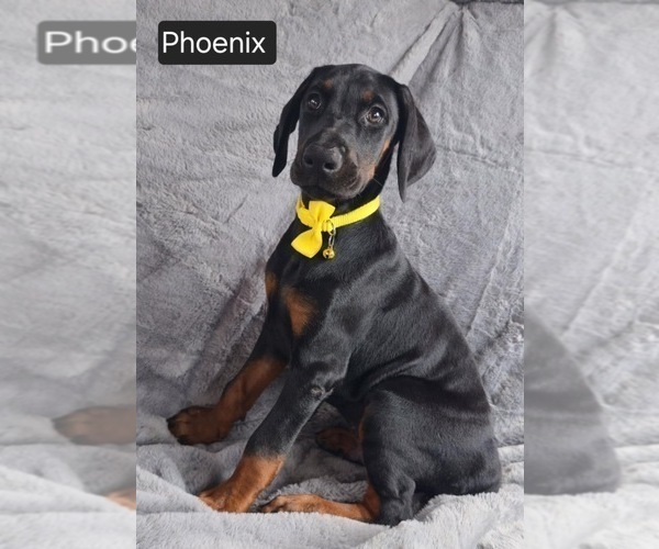 Medium Photo #1 Doberman Pinscher Puppy For Sale in POMEROY, OH, USA