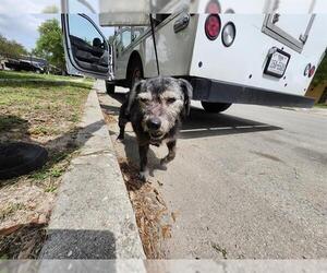 Mutt Dogs for adoption in San Antonio, TX, USA