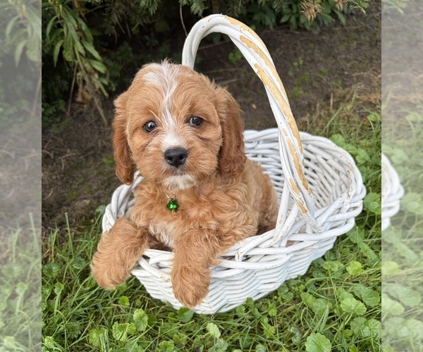 Medium Photo #2 Cockapoo (Miniature) Puppy For Sale in MIDDLEBURY, IN, USA