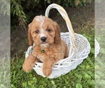 Small #1 Cockapoo (Miniature)