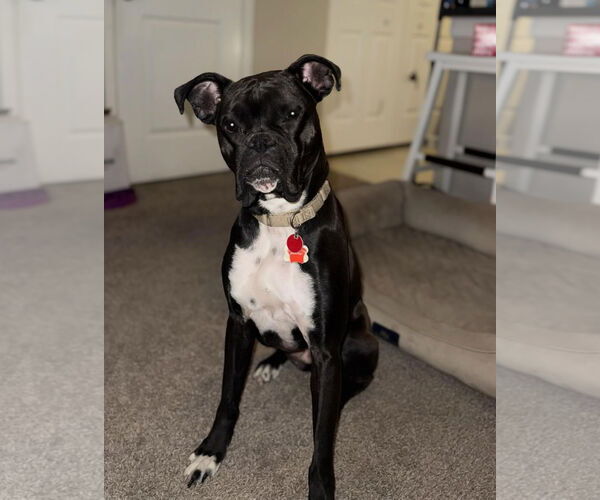 Medium Photo #1 Boxer Puppy For Sale in Woodbury, MN, USA