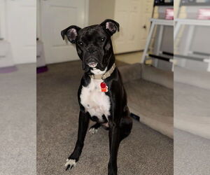 Boxer Dogs for adoption in Woodbury, MN, USA