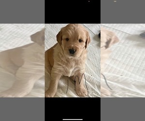 Golden Retriever-Goldendoodle Mix Puppy for Sale in LYNN HAVEN, Florida USA