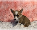 Puppy Purple collar Pembroke Welsh Corgi