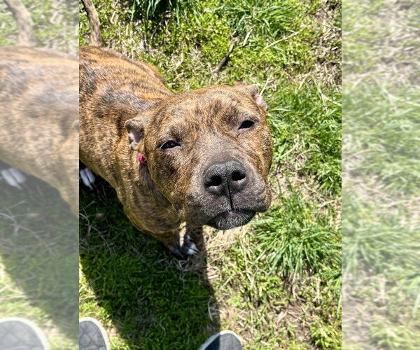 Medium Photo #1 Mutt Puppy For Sale in Wenonah, NJ, USA