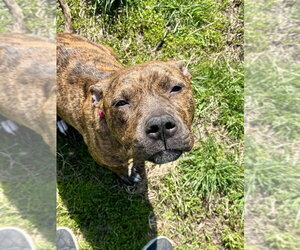 Mutt Dogs for adoption in Wenonah, NJ, USA