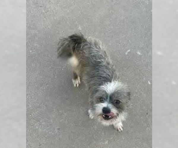 Medium Photo #5 Mutt Puppy For Sale in Grafton, WI, USA