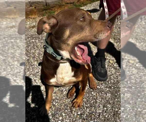 Medium Photo #4 American Pit Bull Terrier Puppy For Sale in Evansville, IN, USA