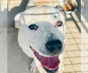 American Pit Bull Terrier-Unknown Mix Dogs for adoption in Waldron, AR, USA