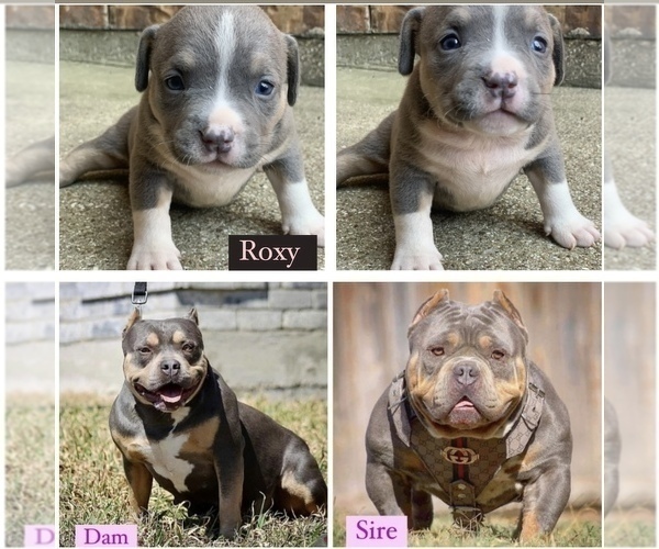 Medium Photo #14 American Bully Puppy For Sale in BURLESON, TX, USA