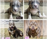 Small Photo #14 American Bully Puppy For Sale in BURLESON, TX, USA