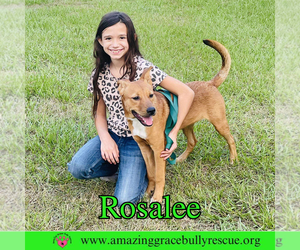 Rosalee - Female Chow Chow-Unknown Mix Dog for Adoption - Photo #15