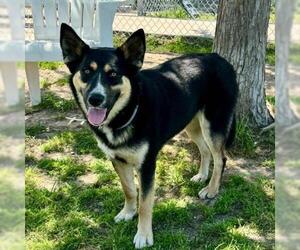 German Shepherd Dog-Unknown Mix Dogs for adoption in Conroe, TX, USA