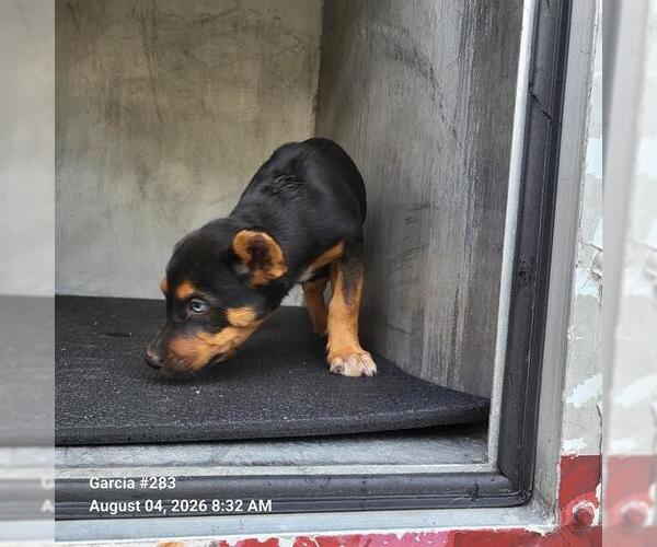 Medium Photo #1 German Shepherd Dog-Unknown Mix Puppy For Sale in San Antonio, TX, USA