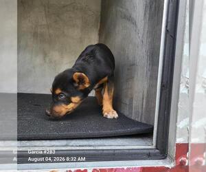 German Shepherd Dog-Unknown Mix Dogs for adoption in San Antonio, TX, USA