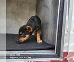 Small German Shepherd Dog Mix