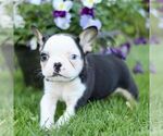 Small #4 French Bulldog