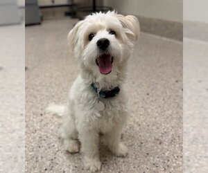 Poodle (Miniature)-Unknown Mix Dogs for adoption in Fort Collins, CO, USA