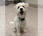 Small Poodle (Miniature) Mix