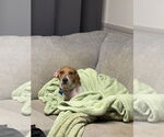 Small #3 Beagle Mix
