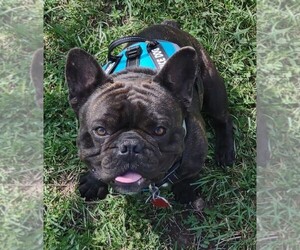 French Bulldog Puppy for sale in PHILIP, SD, USA