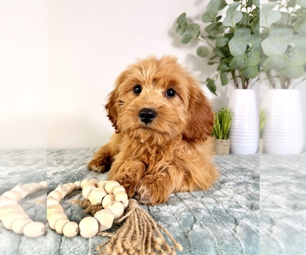 Medium Photo #3 Cock-A-Poo Puppy For Sale in GREENFIELD, IN, USA