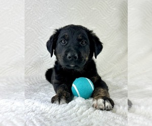 Golden Shepherd Puppy for sale in GREENFIELD, IN, USA