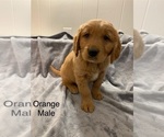 Small Photo #8 Golden Retriever Puppy For Sale in MOLINE, IL, USA