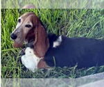 Small #5 Basset Hound