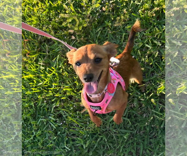 Medium Photo #1 Mutt Puppy For Sale in Royal Palm Beach, FL, USA