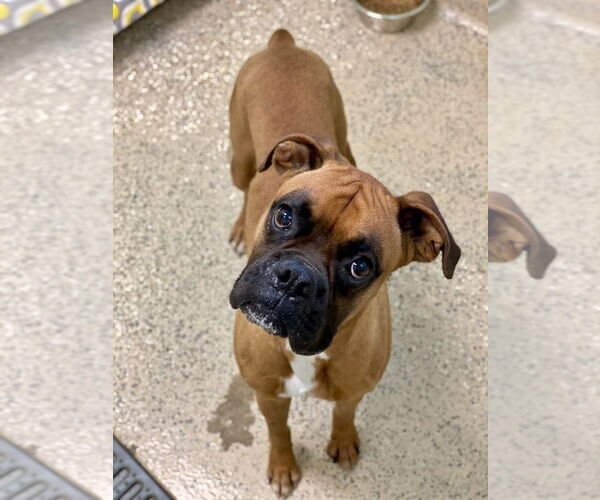 Medium Photo #4 Boxer Puppy For Sale in Austin, TX, USA