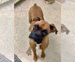 Small #3 Boxer