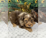 Small #2 Shorkie Tzu