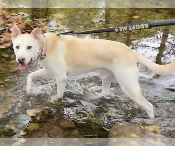 Medium Photo #3 Golden Retriever-Unknown Mix Puppy For Sale in Walnutport, PA, USA