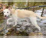 Small #2 Golden Retriever Mix