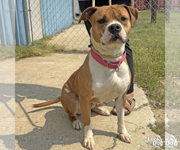 Medium Photo #1 Boxer-Unknown Mix Puppy For Sale in Washington, DC, USA