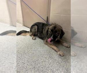Anatolian Shepherd-Unknown Mix Dogs for adoption in Conroe, TX, USA
