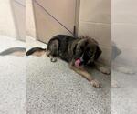 Small Anatolian Shepherd Mix