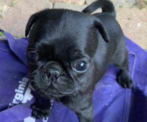 Pug Puppy for sale in WILLIAMSBURG, VA, USA