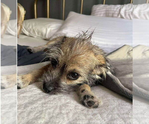 Medium Photo #3 Mutt Puppy For Sale in Grafton, WI, USA