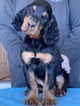 Small Photo #14 Gordon Setter Puppy For Sale in PADUCAH, KY, USA