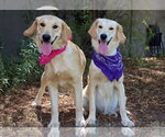 Small #2 English Setter-Golden Retriever Mix