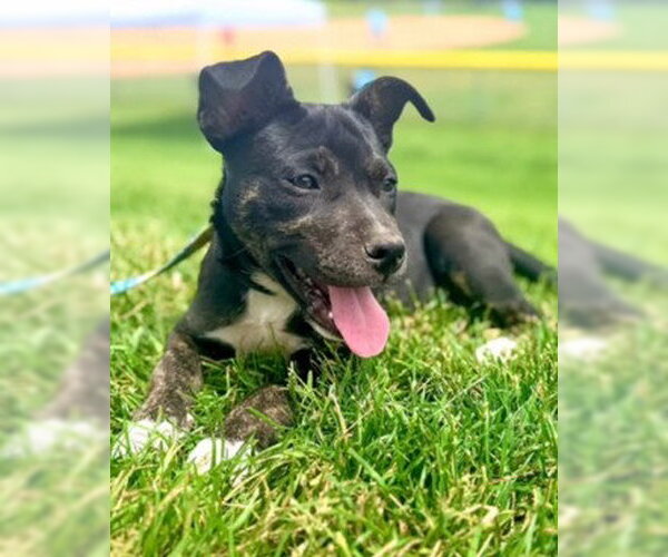 Medium Photo #1 Mutt Puppy For Sale in Des Moines, IA, USA