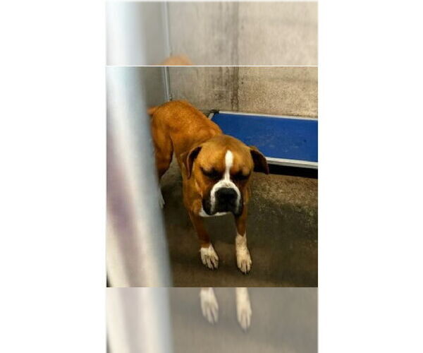 Medium Photo #1 Boxer Puppy For Sale in Austin, TX, USA