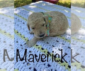 Poodle (Standard) Puppy for Sale in PINEVILLE, Kentucky USA
