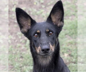 Australian Kelpie-Unknown Mix Dogs for adoption in Canton, CT, USA