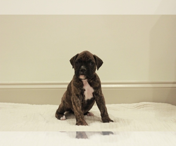 Medium Photo #3 Boxer Puppy For Sale in DENVER, PA, USA