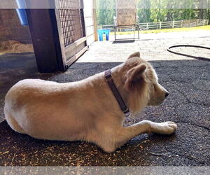 Tyron - Male Chow Chow Dog for Adoption - Photo #5
